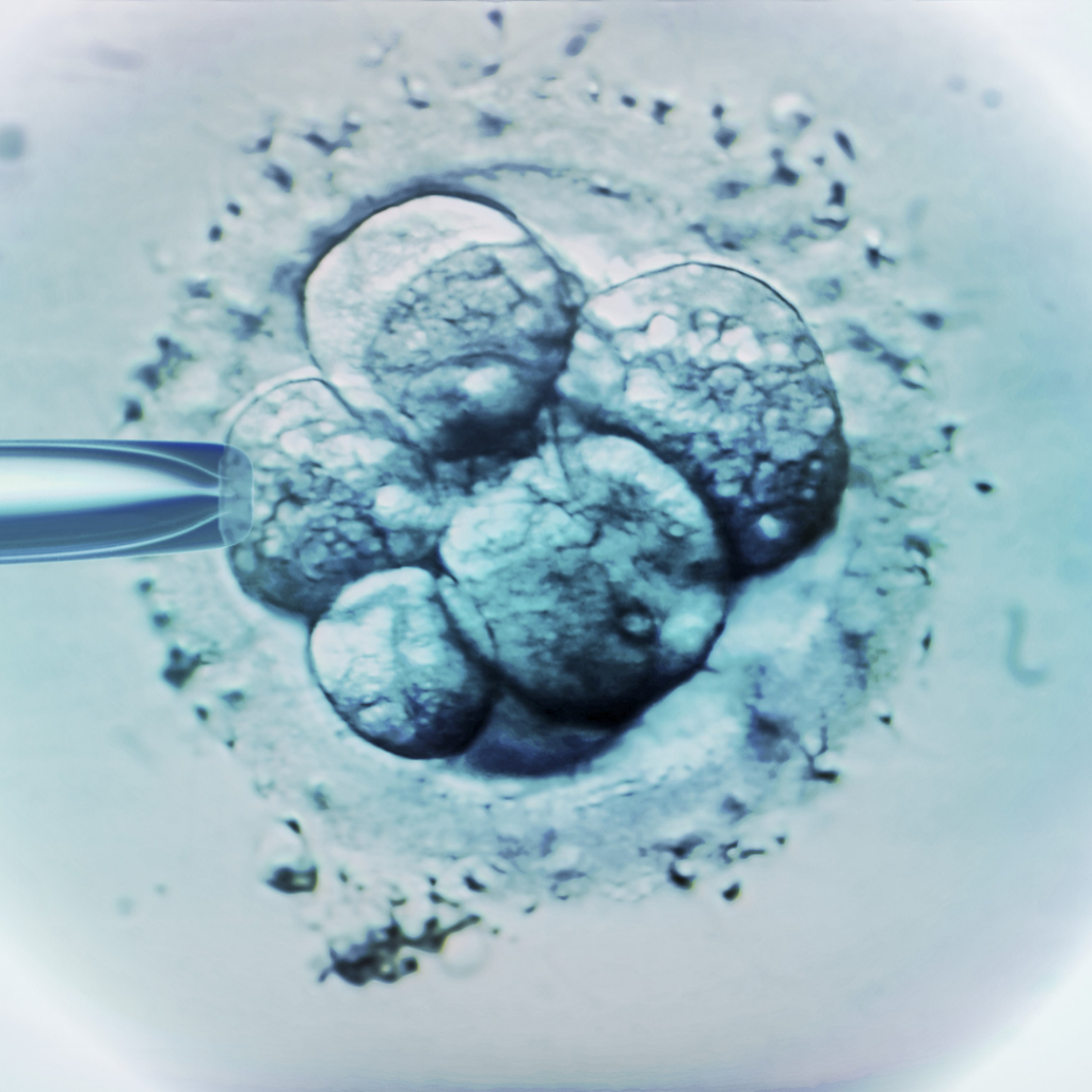A photo of an embryo biopsy.
